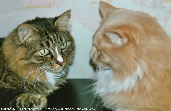 Photo de Chat domestique