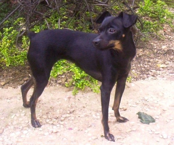 Photo de Pinscher nain