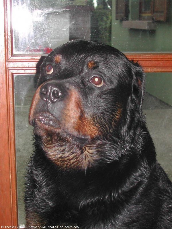 Photo de Rottweiler