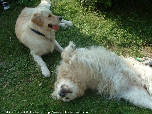 Photo de Golden retriever