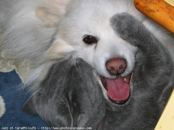 Photo de Chartreux