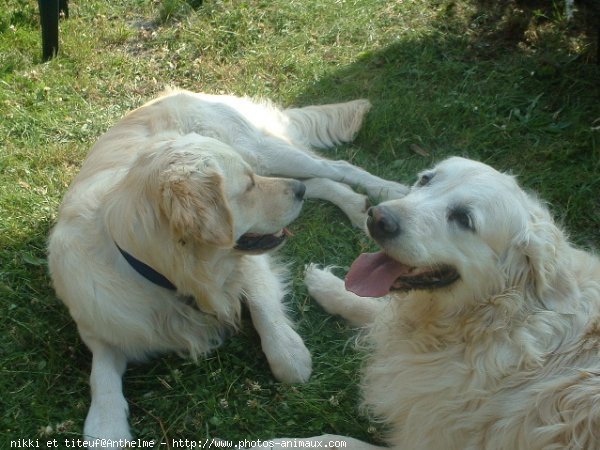 Photo de Golden retriever