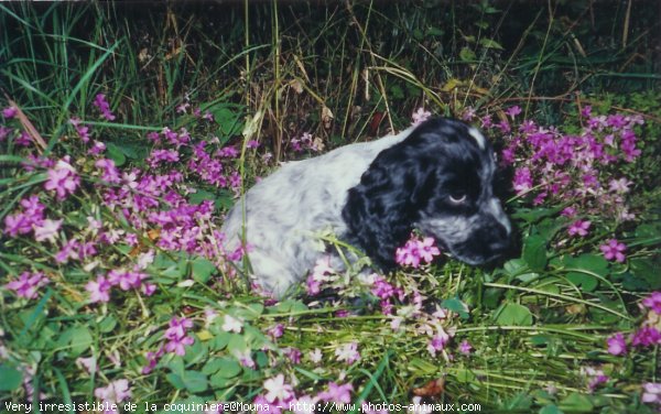 Photo de Cocker anglais