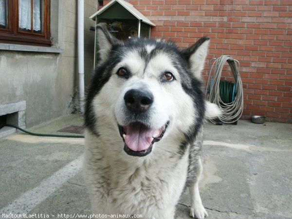 Photo de Malamute de l'alaska