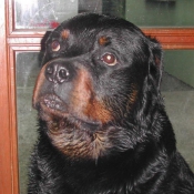 Photo de Rottweiler