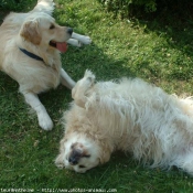 Photo de Golden retriever