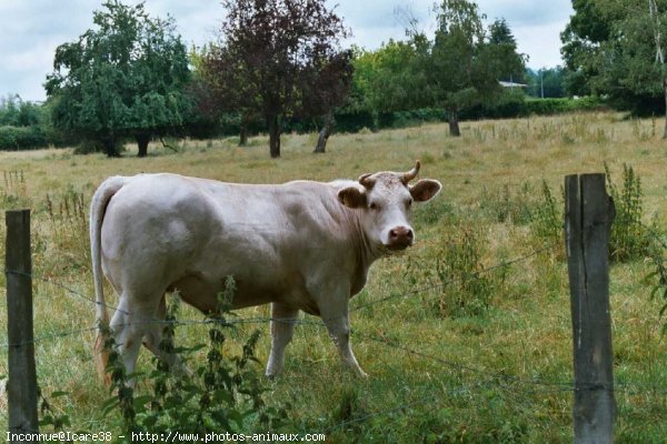 Photo de Vache