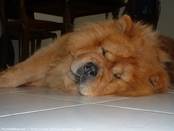 Photo de Chow chow