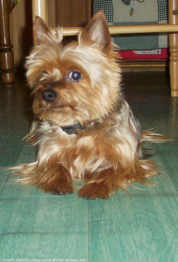 Photo de Yorkshire terrier