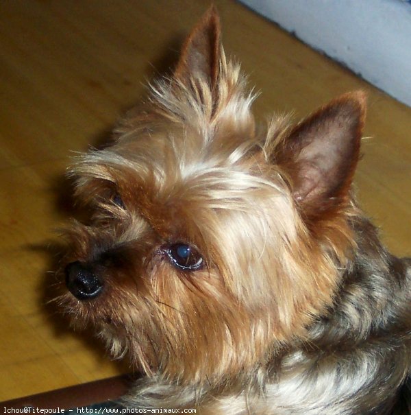 Photo de Yorkshire terrier