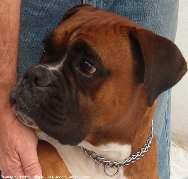 Photo de Boxer