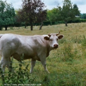 Photo de Vache