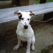 Photo de Chien de montagne des pyrnes