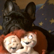 Photo de Bouledogue franais