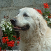 Photo de Golden retriever