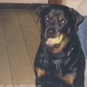 Photo de Rottweiler