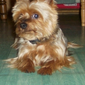 Photo de Yorkshire terrier