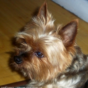 Photo de Yorkshire terrier