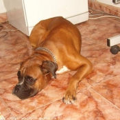 Photo de Boxer