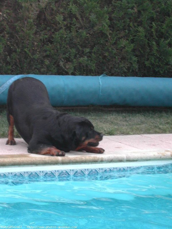 Photo de Rottweiler