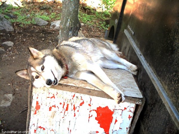 Photo de Husky siberien