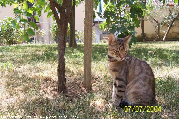 Photo de Chat domestique