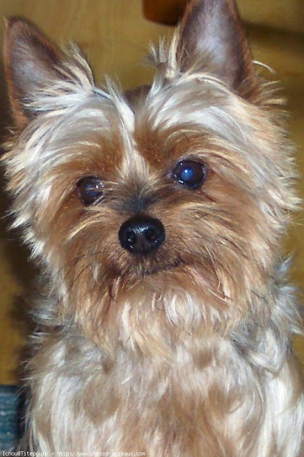 Photo de Yorkshire terrier