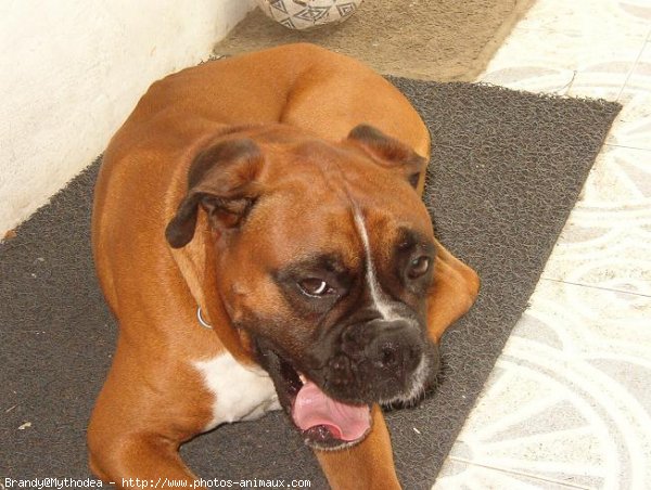 Photo de Boxer