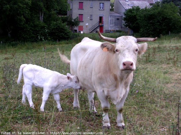 Photo de Vache