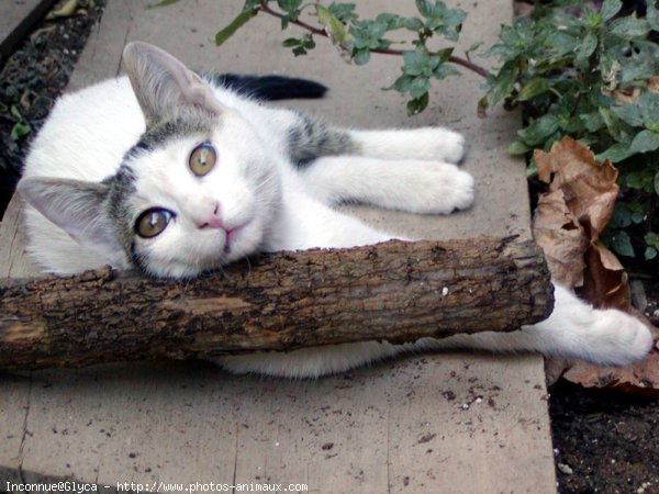 Photo de Chat domestique