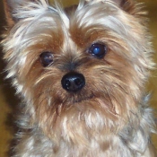 Photo de Yorkshire terrier