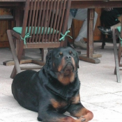 Photo de Rottweiler