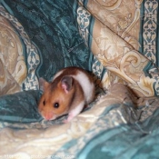 Photo de Hamster