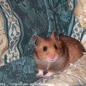 Photo de Hamster