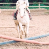 Photo de Poney franais de selle