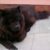 Photo de Chow chow