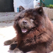 Photo de Chow chow