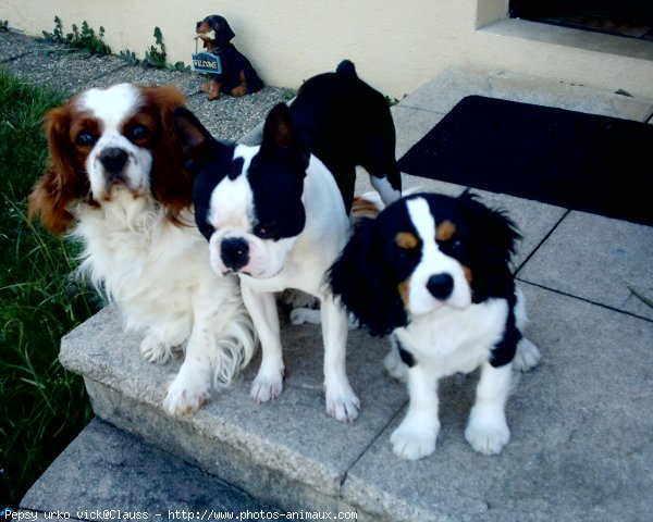 Photo de Cavalier king charles spaniel