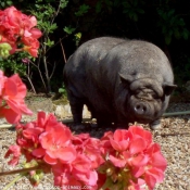 Photo de Cochon