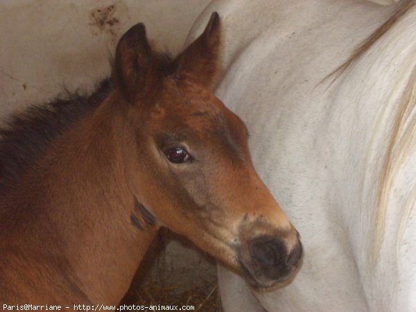 Photo de Camargue