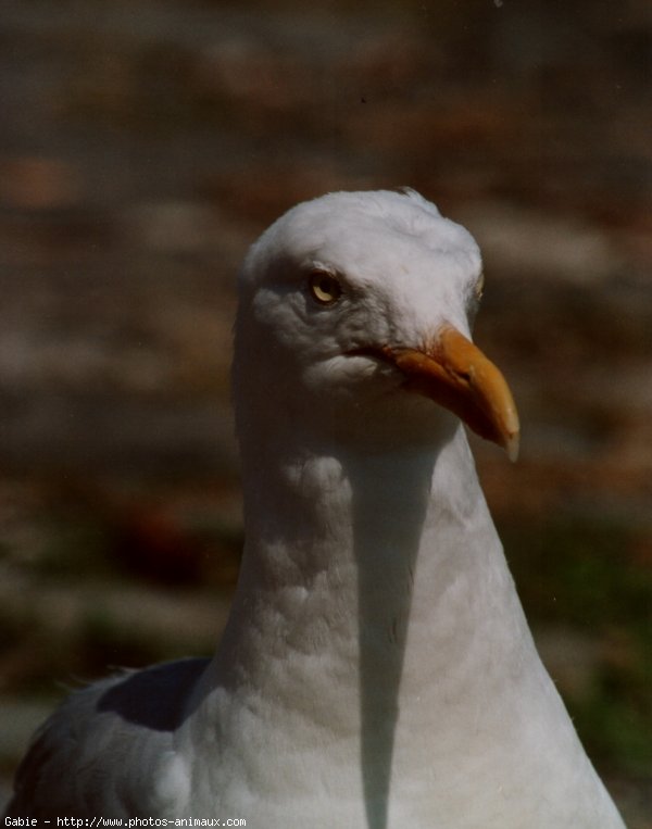 Photo de Mouette