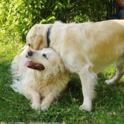 Photo de Golden retriever