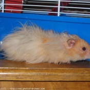 Photo de Hamster