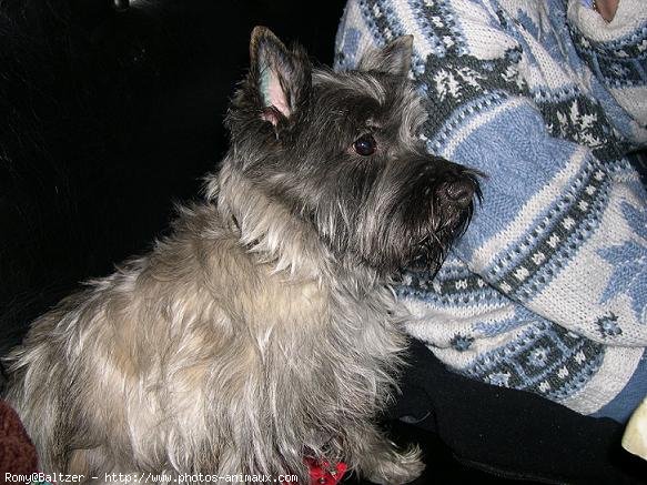 Photo de Cairn terrier