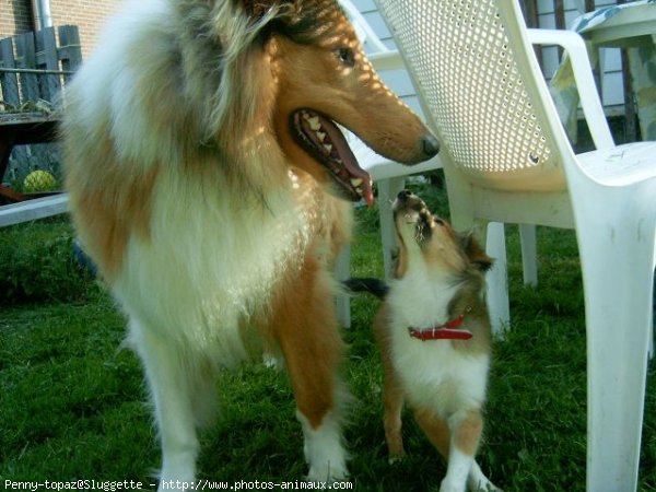 Photo de Races diffrentes