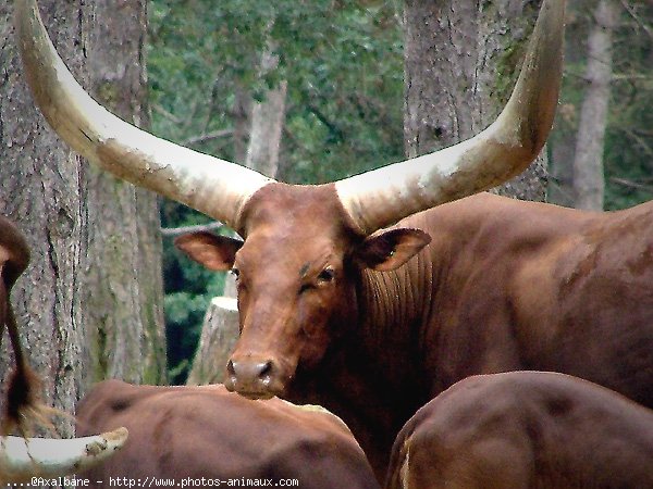 Photo de Watusi