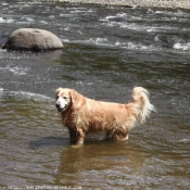 Photo de Golden retriever