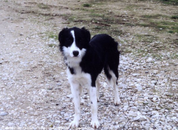 Photo de Border collie