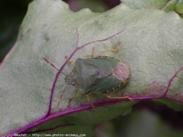 Photo de Coloptre