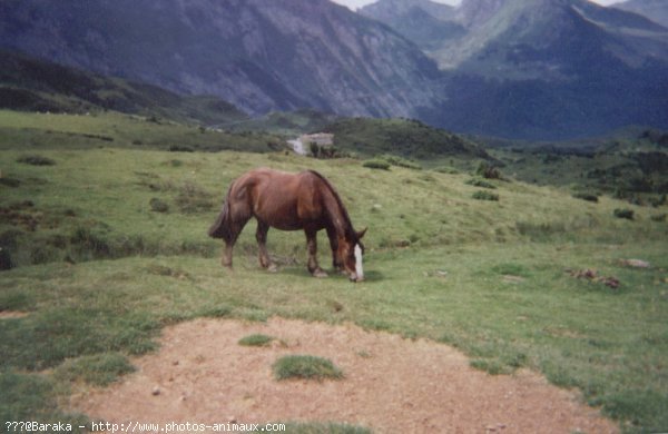 Photo de Races diffrentes